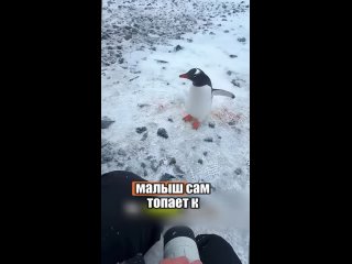why are the penguins not afraid of people